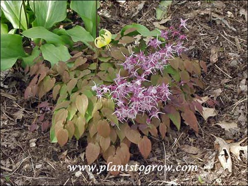 In the spring the foliage is chocolate-brown and fades to medium green. The yellow flower pushing through the foliage is an Erythronium.